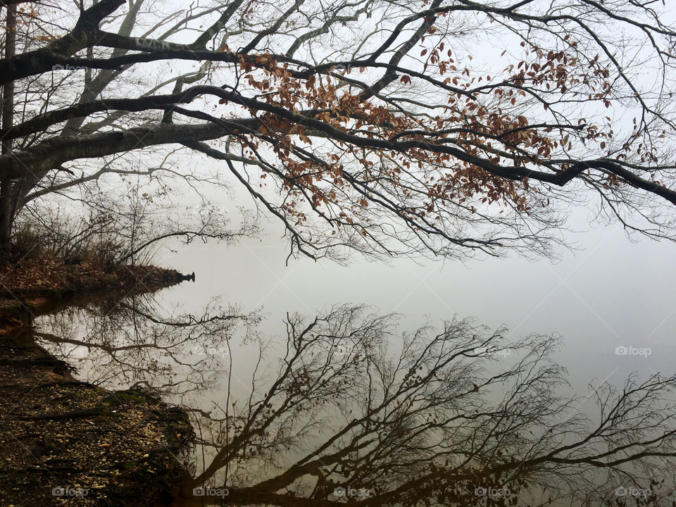 Mirror reflection of a tree branch hanging over the lakeshore on the glassy surface of the water at the lake on a foggy winter morning in North Carolina. A few golden leaves remain.