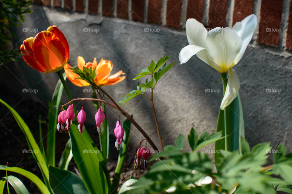 White tulip in garden at home with spring blooming bleeding heart plant and orange and red tulips spring flowers background 