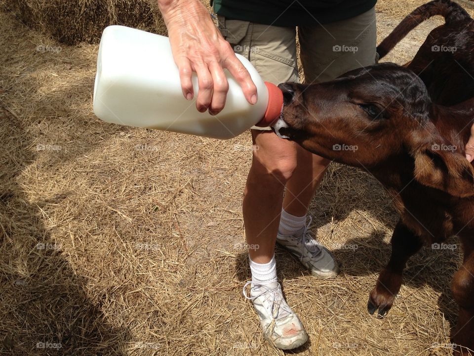 Baby cow