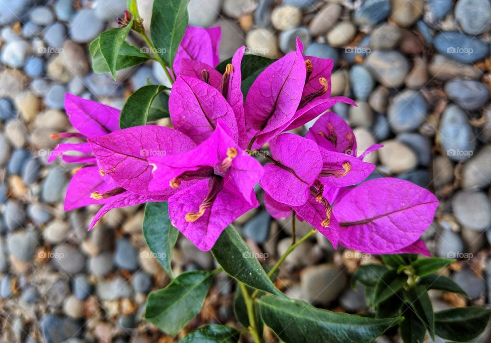 Mauve Bougainvillea Flowers