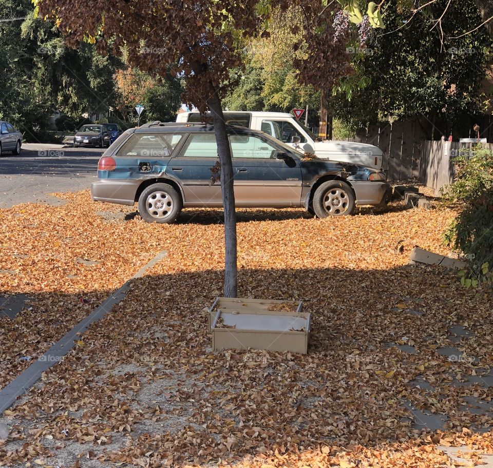 Car swimming in a pile of leaves in Chico California 