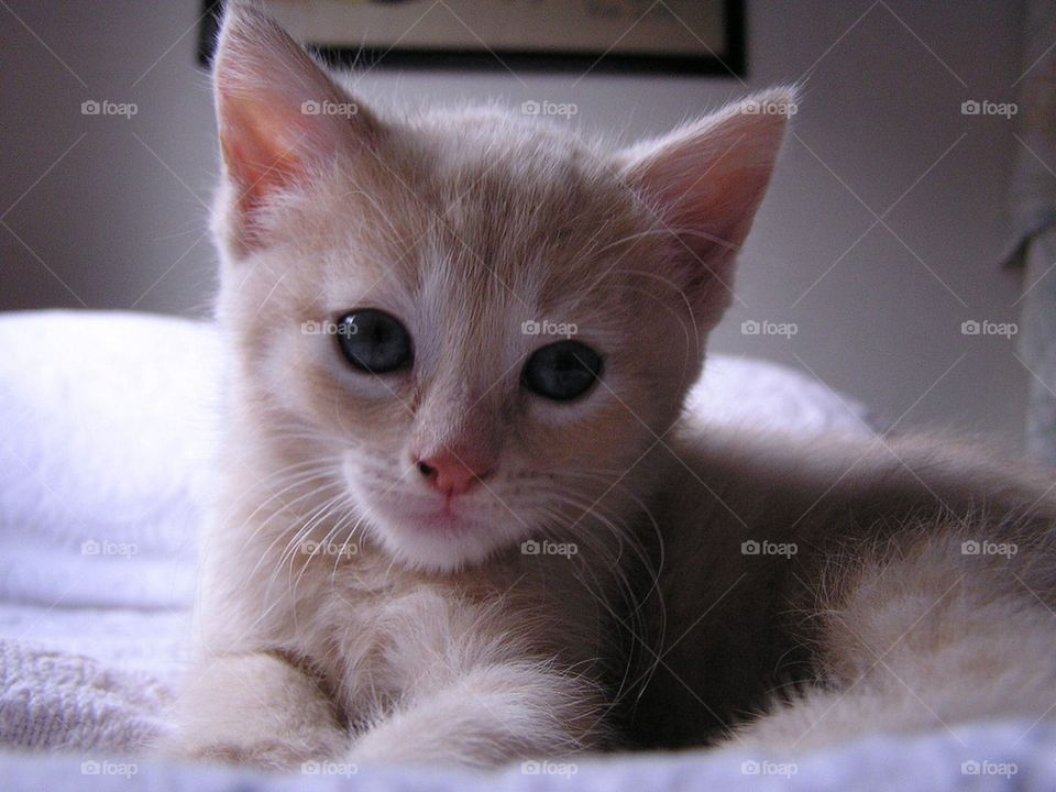 Orange Tabby Kitten