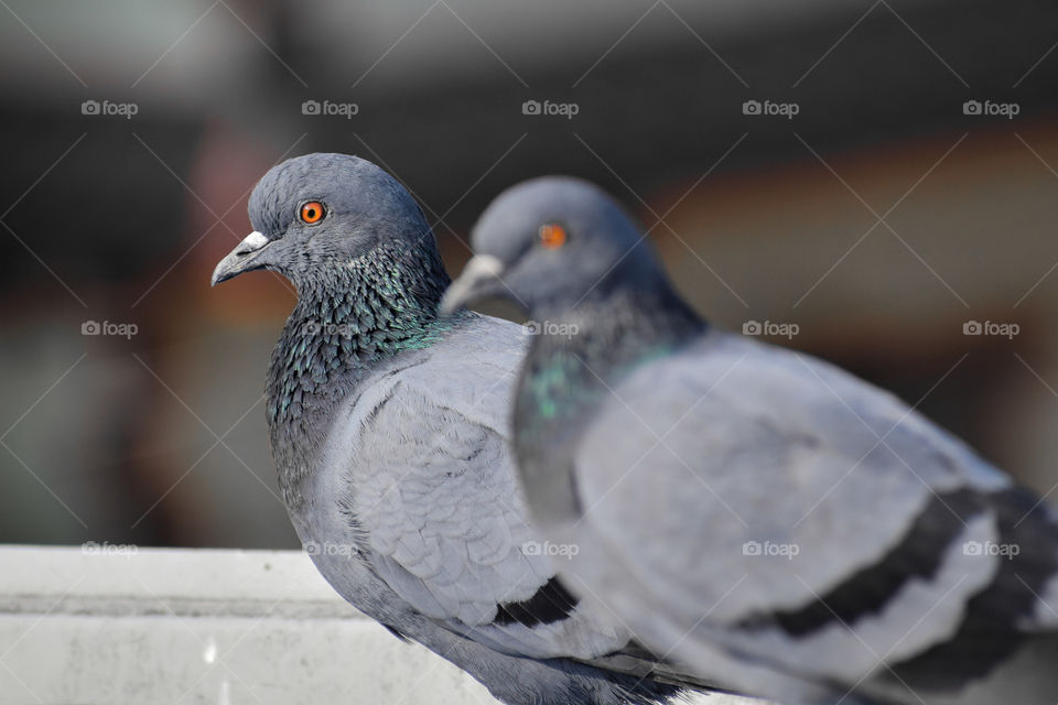 Pigeons