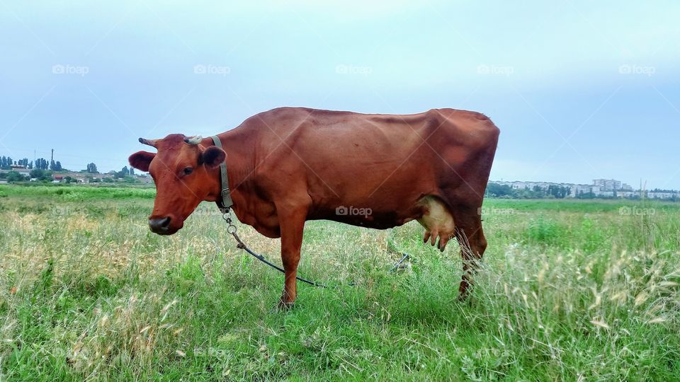 cow