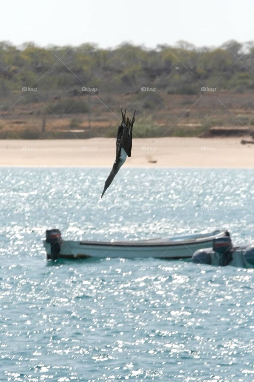 Blue-footed Booby dive