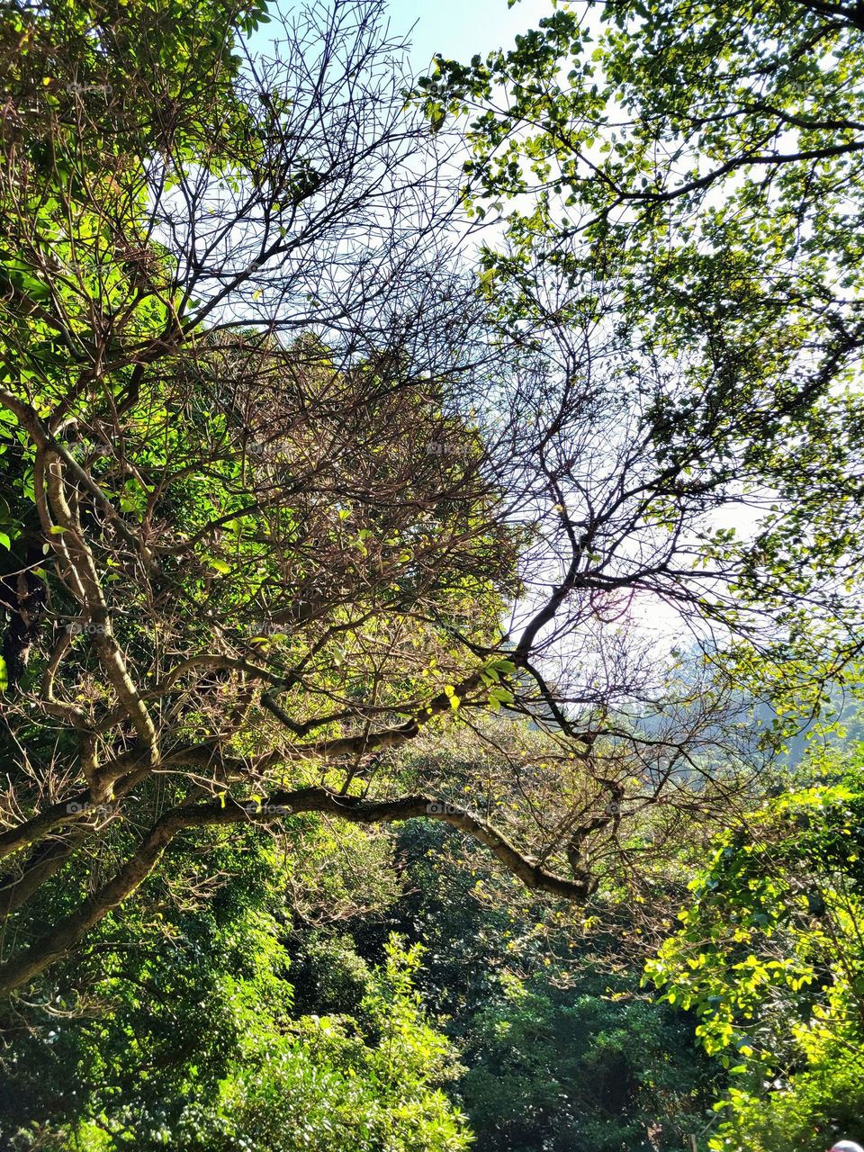 Meeting trees during hiking at Hong Kong Kadoorie Farm