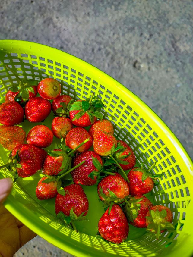 strawberry harvest.