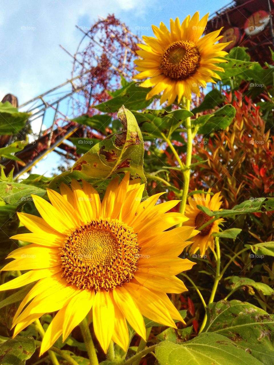 The sunflowers that bloom are very beautiful in the garden