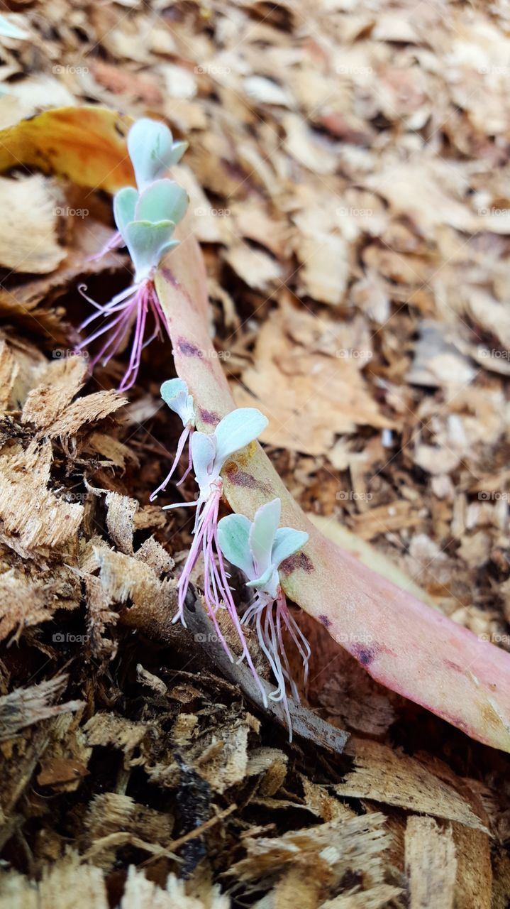 Donkey ear kalanchoe succulent babies