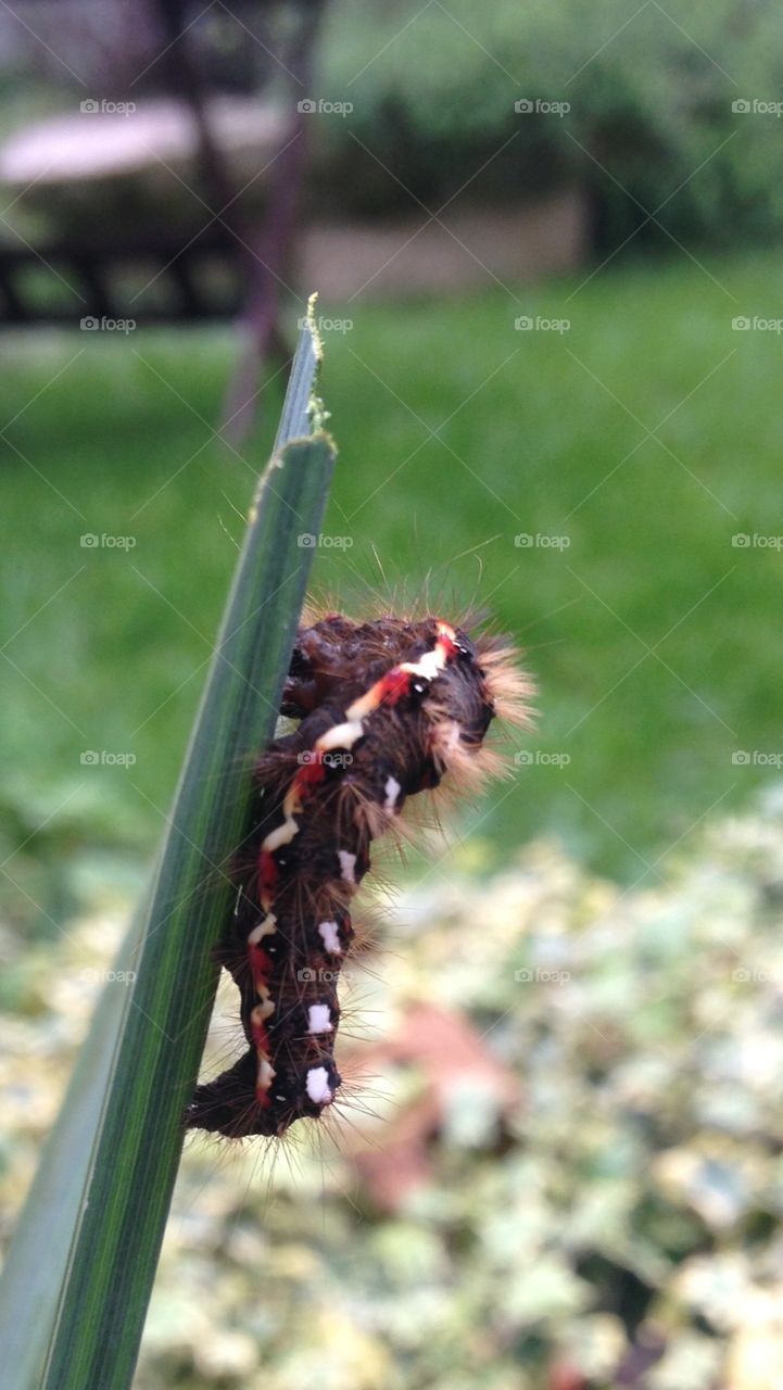 Hairy caterpillar . Found on an iris leaf in late autumn