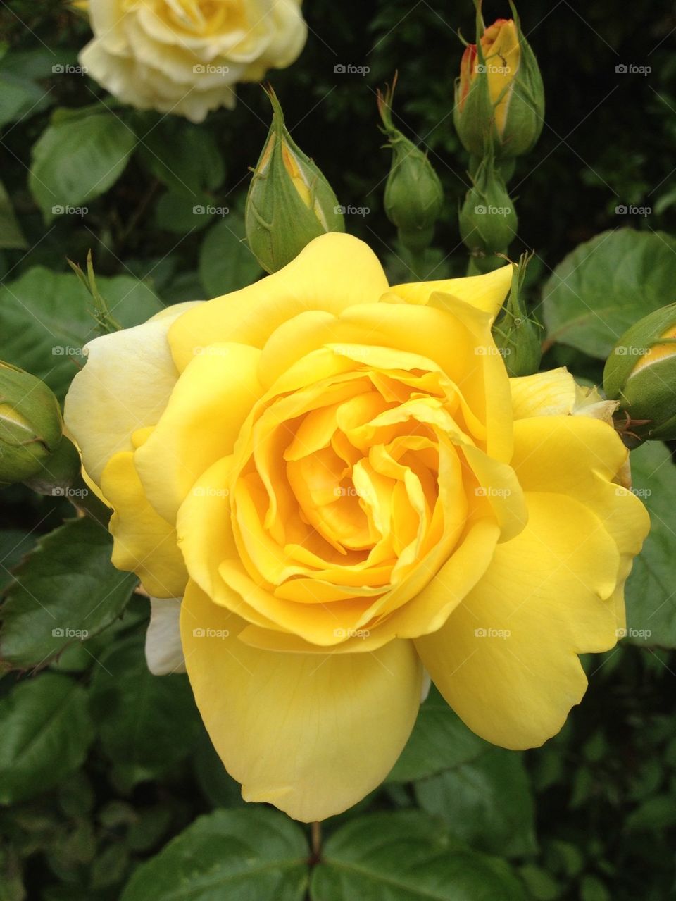 Yellow rose