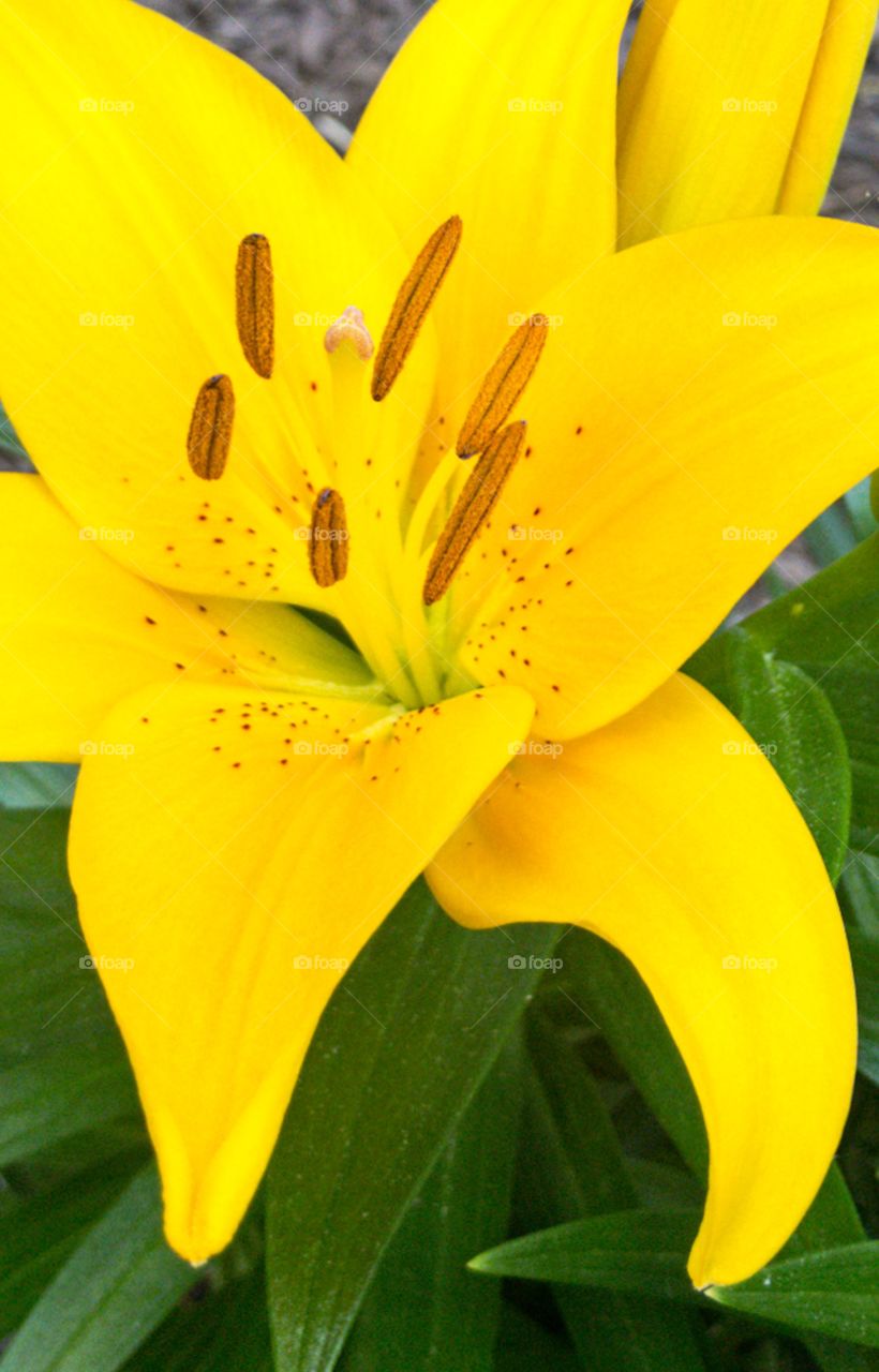 Yellow flower