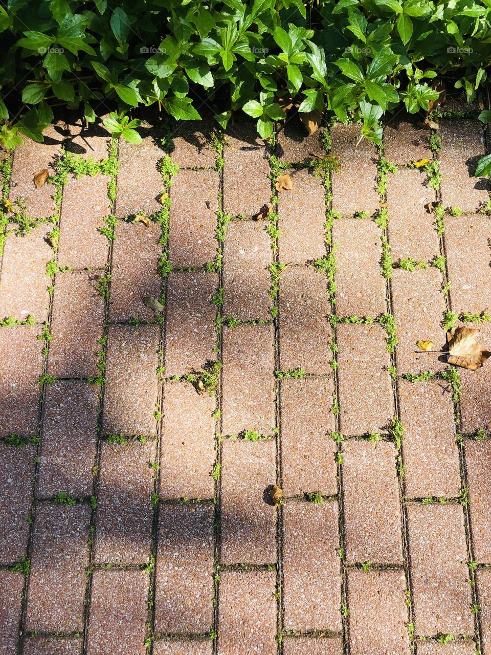 Full frame closeup of low growing green plant filling in the crevices of a reddish stone walkway