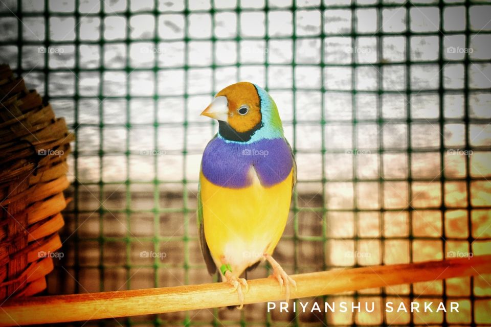 looking to the lens.