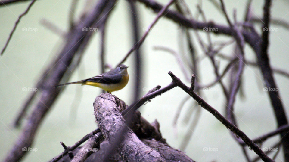 Little bird in the green woods - the branches - a web of movement and natural creative composition.