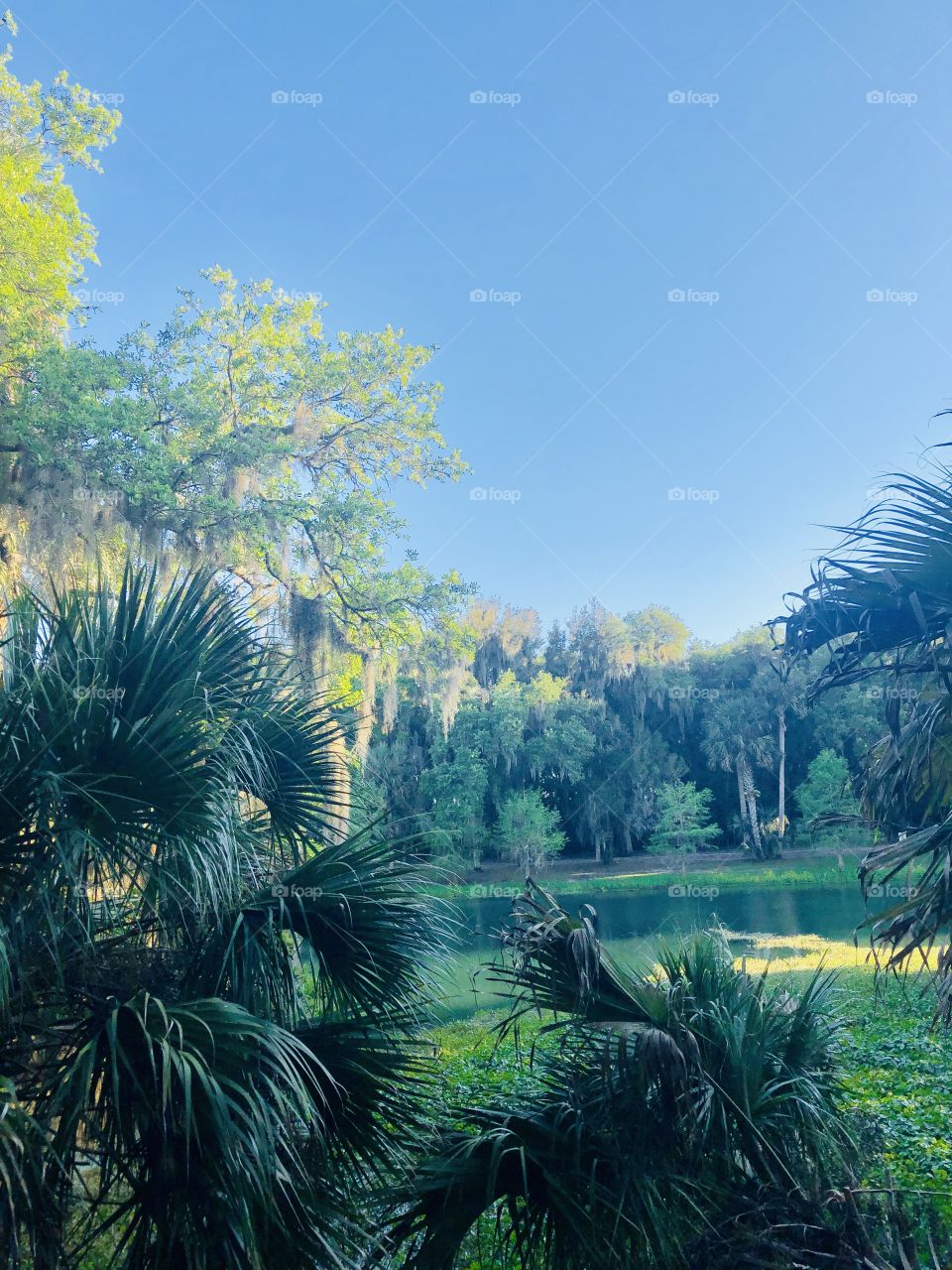 Florida nature ❤️