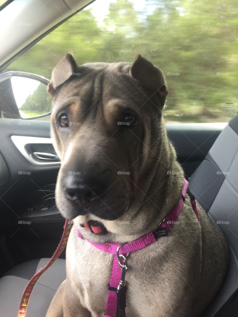 Tan dog riding in car with pink collar
