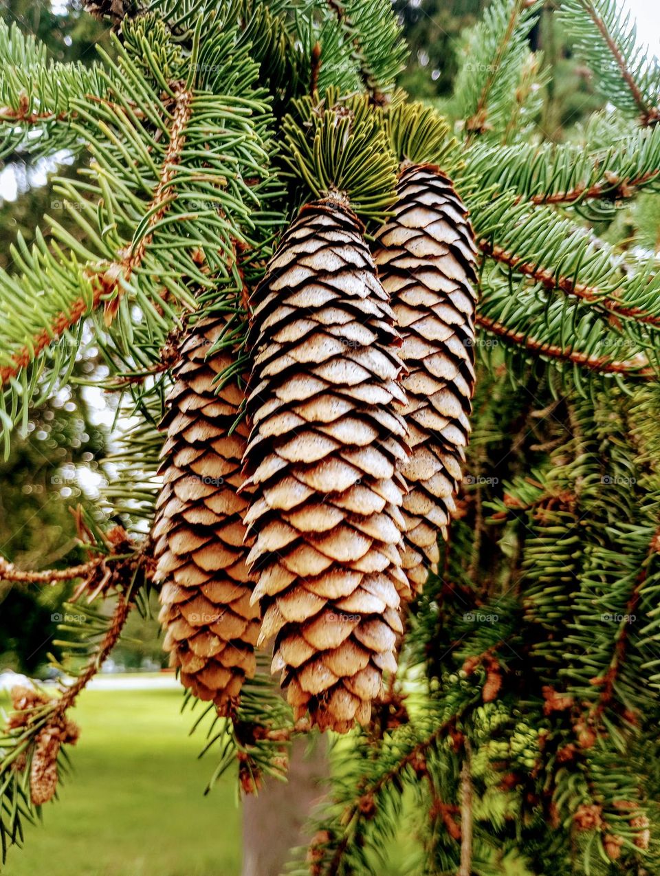 Pinecones
