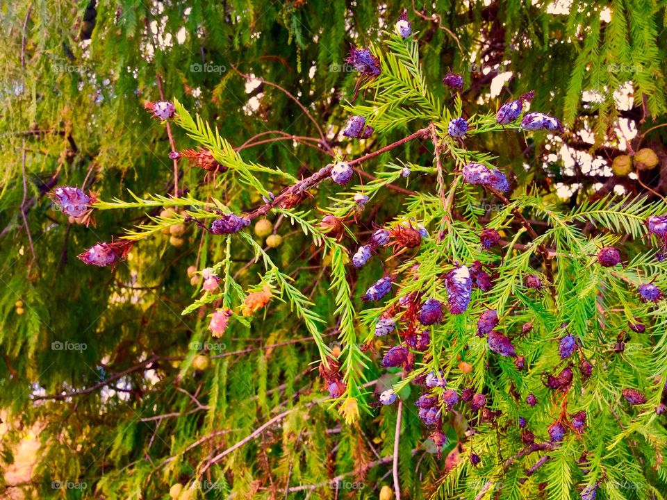 Evergreen tree seeds