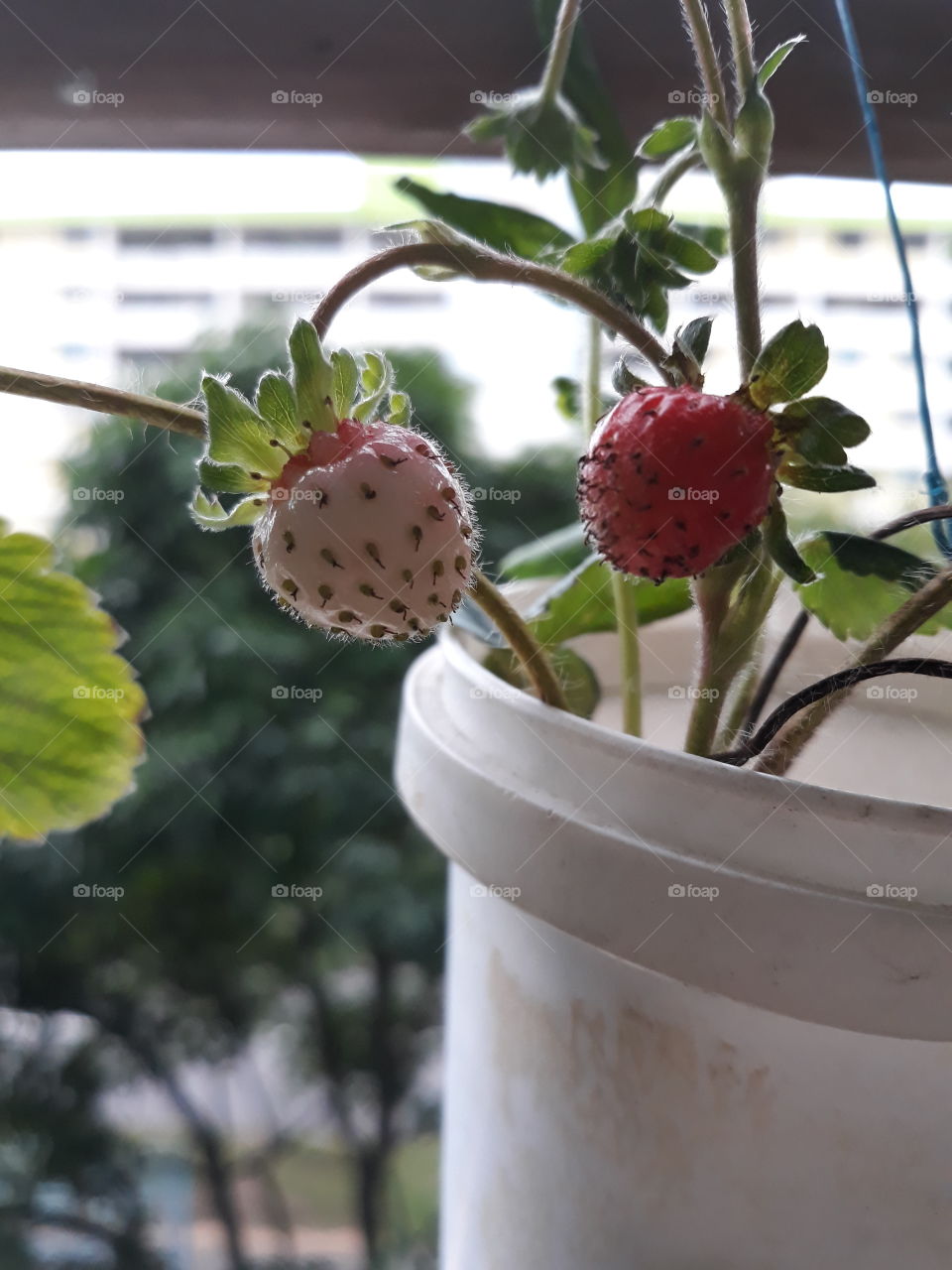 Homegrown strawberries in hanging pot. no 4 seasons
