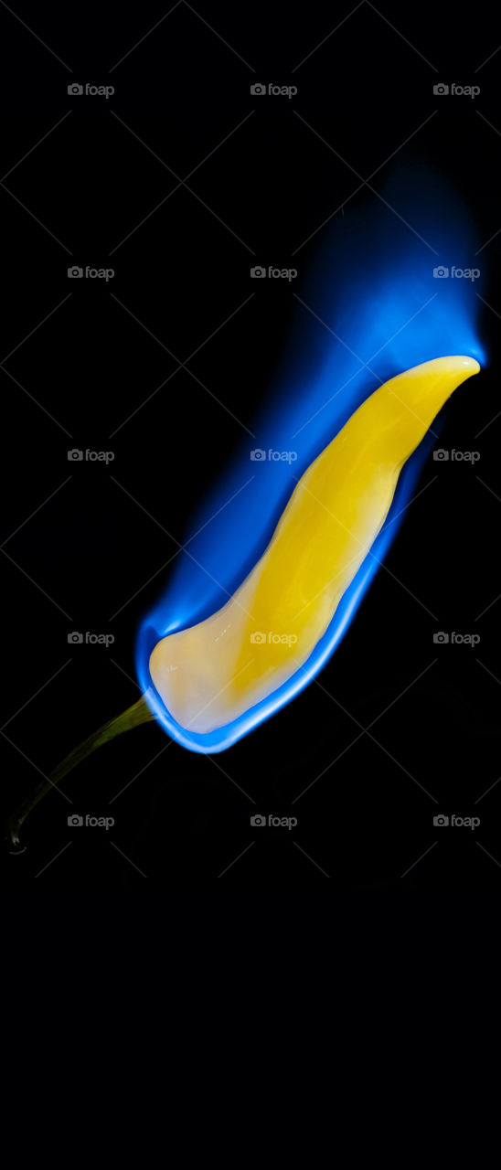 Floating chilli pepper on fire. Phone wallpaper