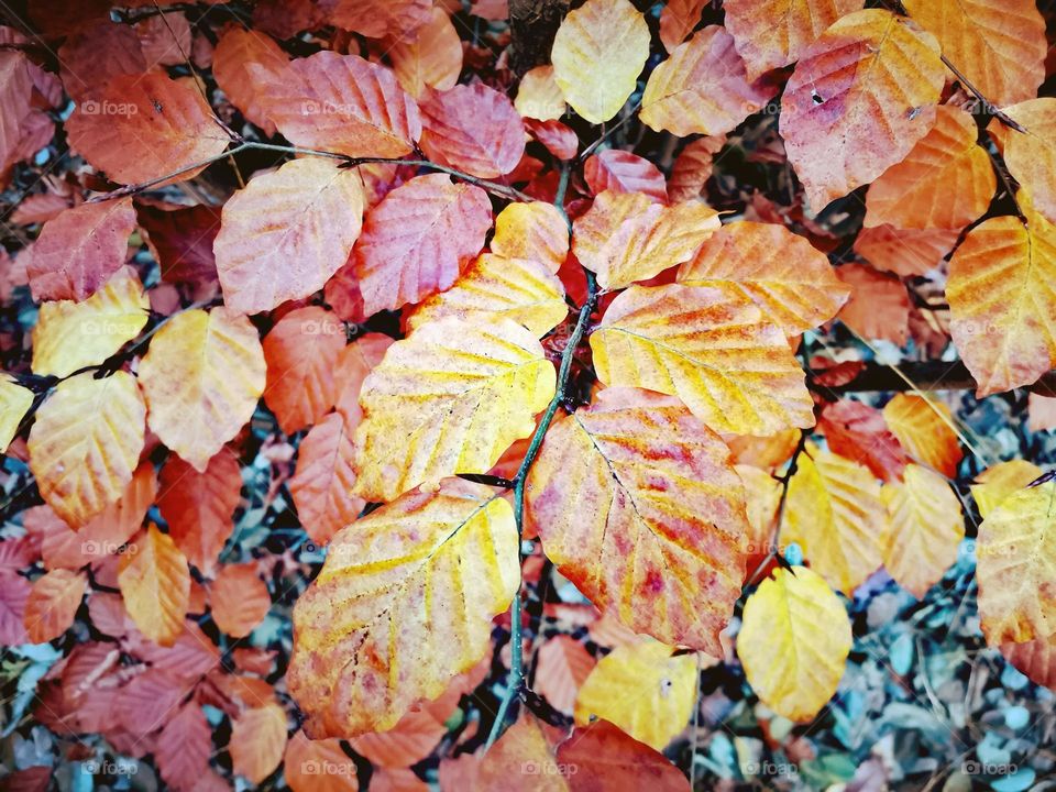 Close-up of yellow and red coloured leaves of a beech