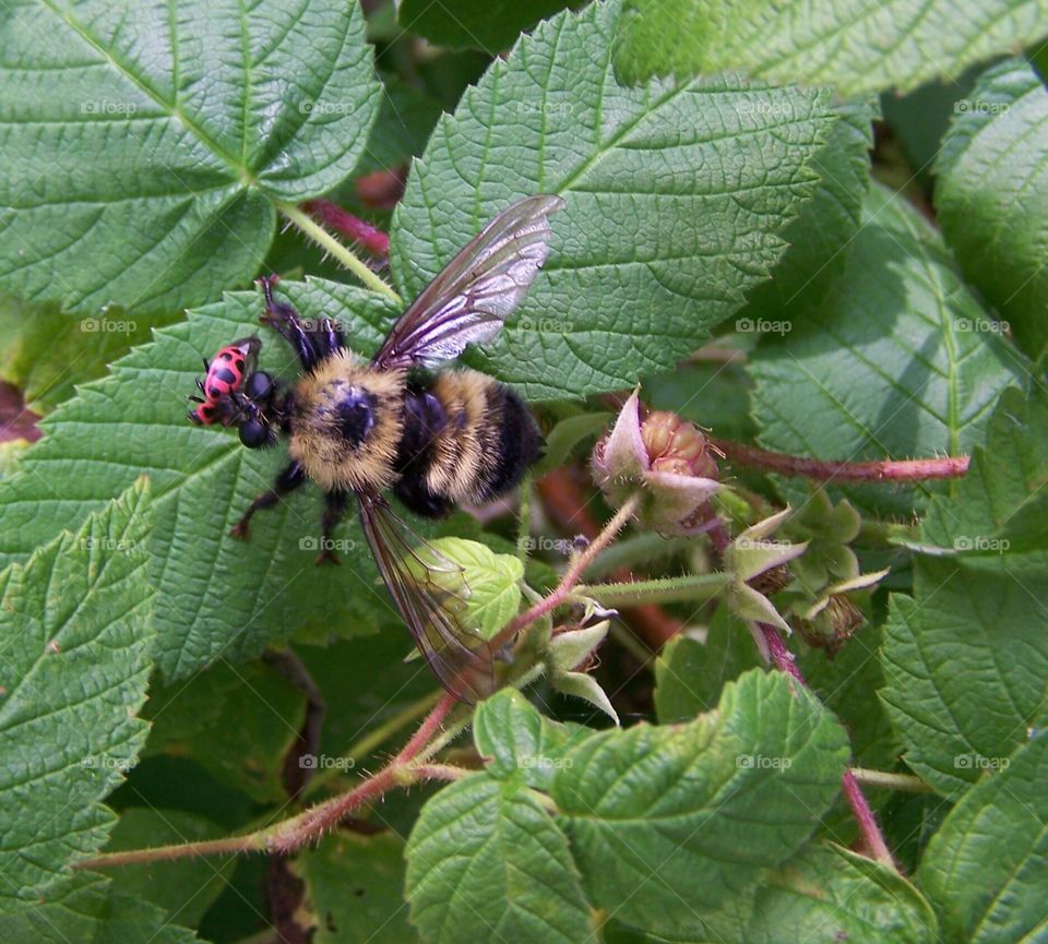 Bumble Bee and Lady Bug