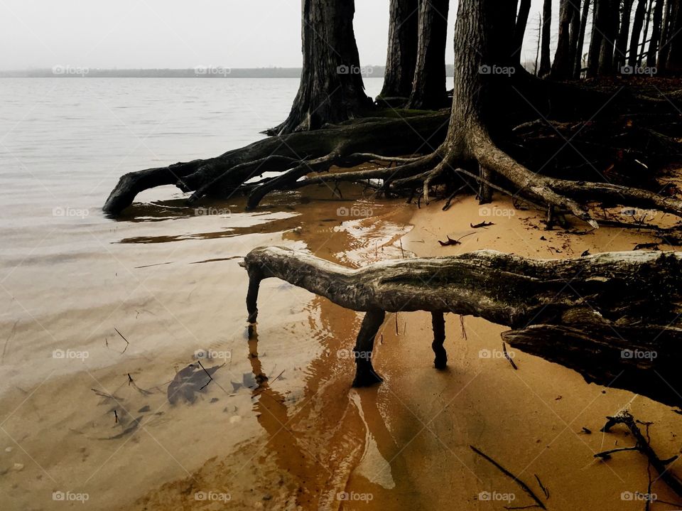 Tree roots reaching out into the water on the sandy lakeshore of Jordan Lake near Apex North Carolina, Raleigh Triangle area. 
