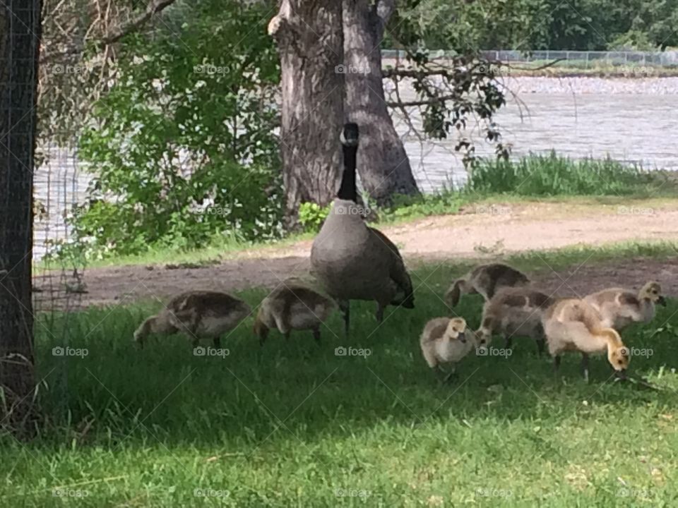 Goose watching their kids