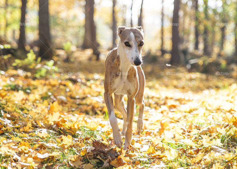 Autumn leaves and colors with walking whippet dog