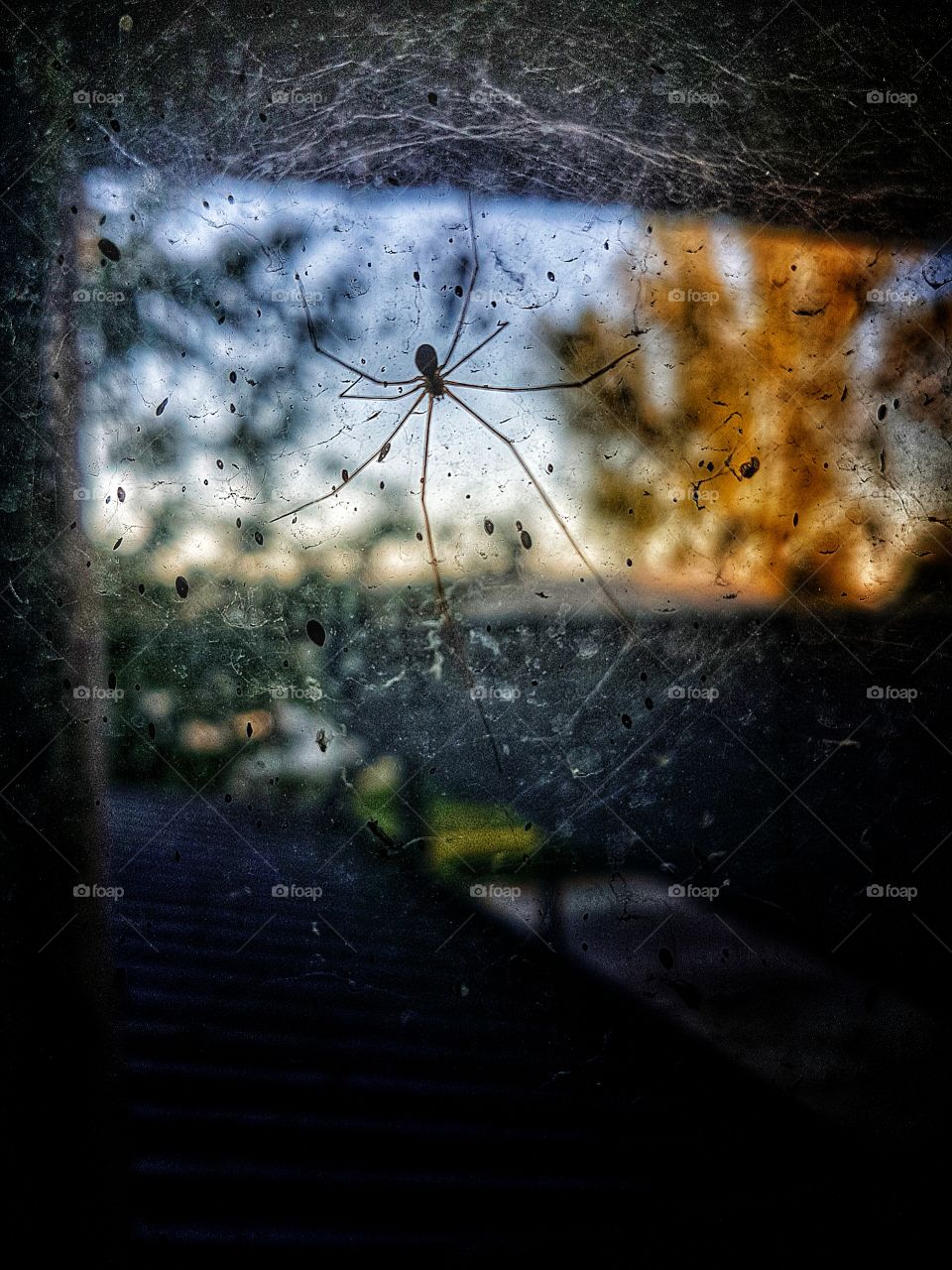 Spider on the window