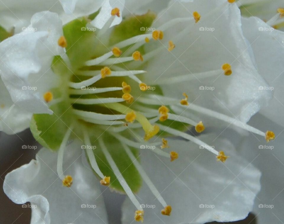 plum flower closeup