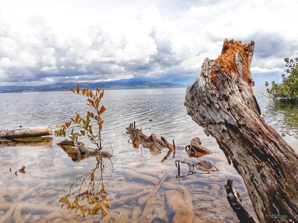 mangrove