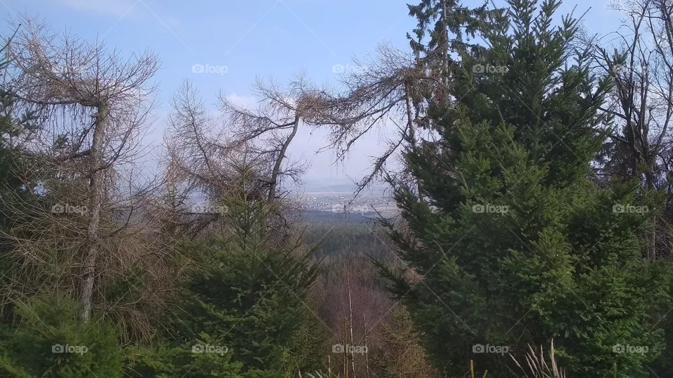 Connected tree
