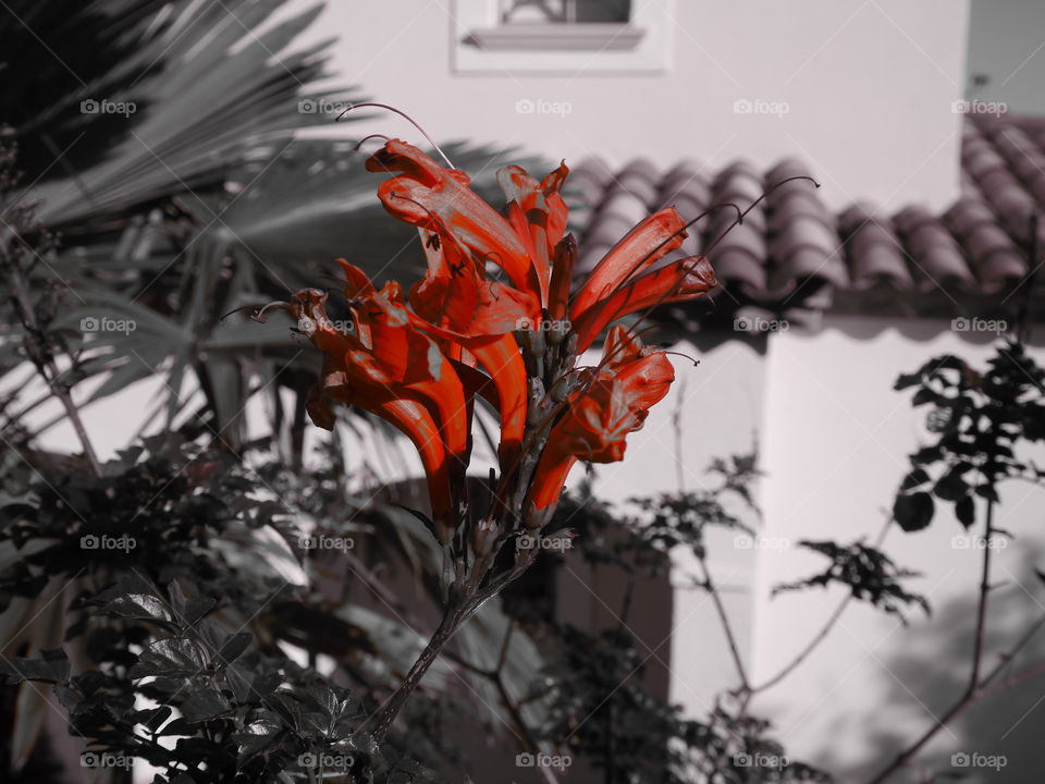 flor rojo