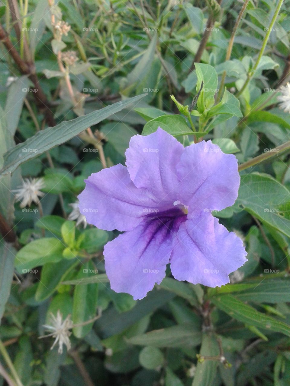 ruellias flower. purple ruellias flower in garden