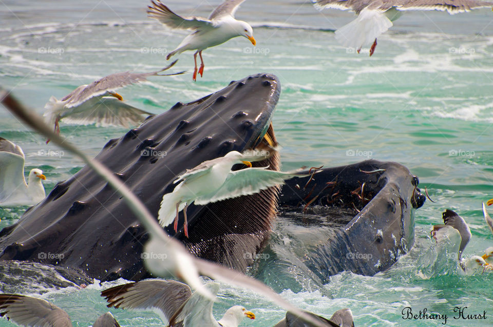 feeding frenzy. a humpback whale comes up with a mouth full of fish
