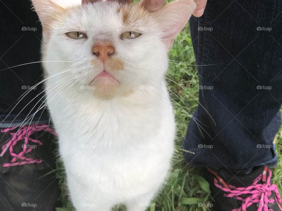 Pink nosed perfect cat sweetie