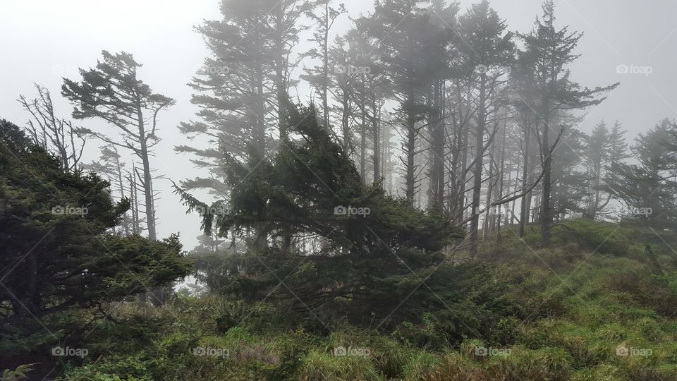 trees in fog