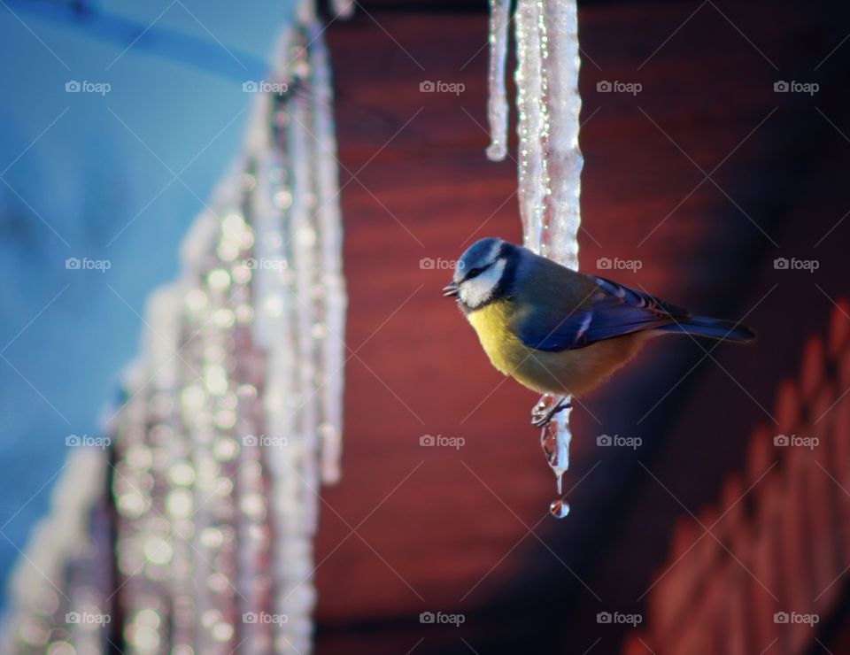 Blue Tit drinks on an icicle in spring