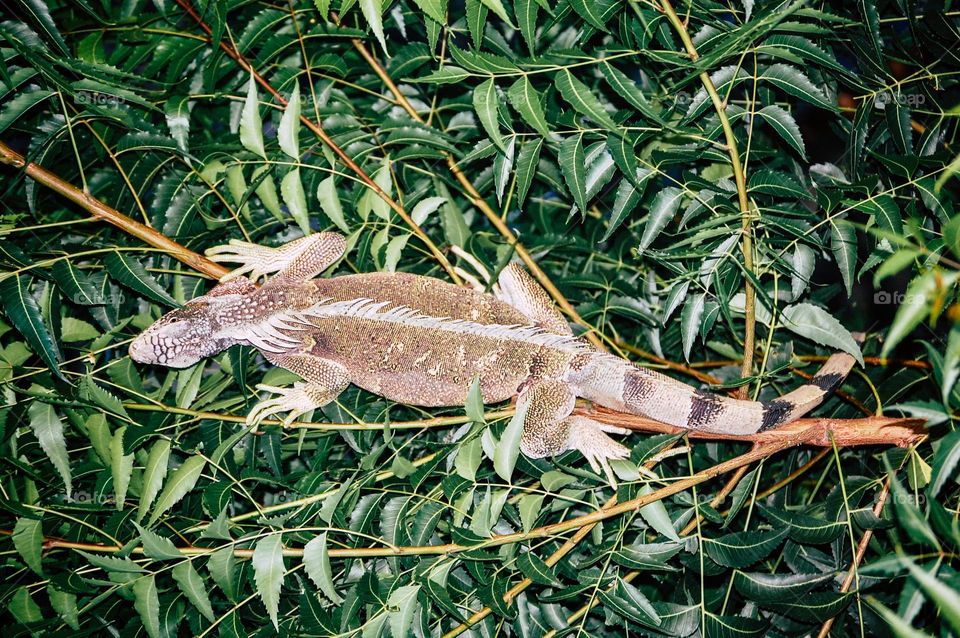 Iguana on branch from top