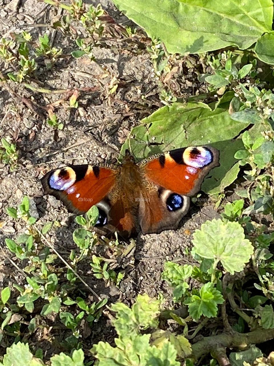 bright butterfly in a field on a sunny day