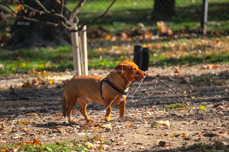 A dog caring a branch at it's mouth