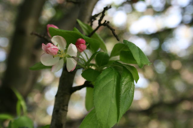spring