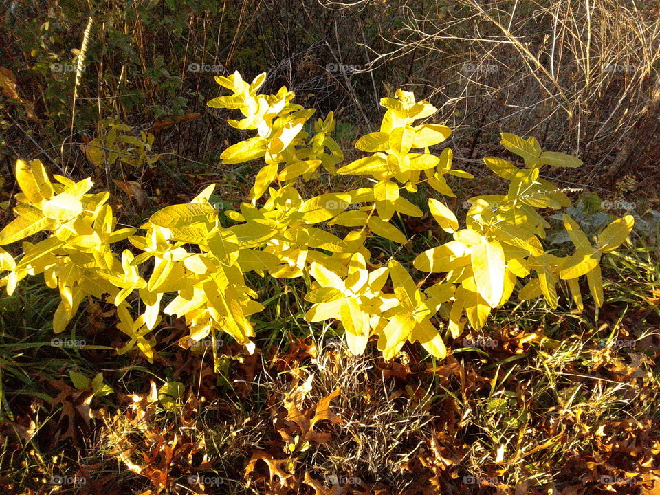 yellow plant