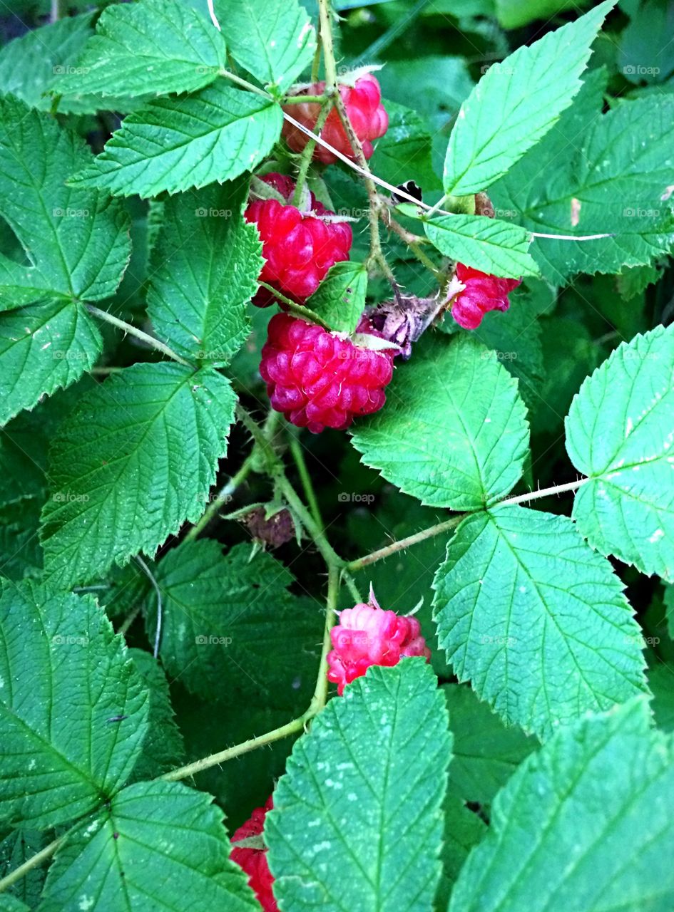 Colourful berries 