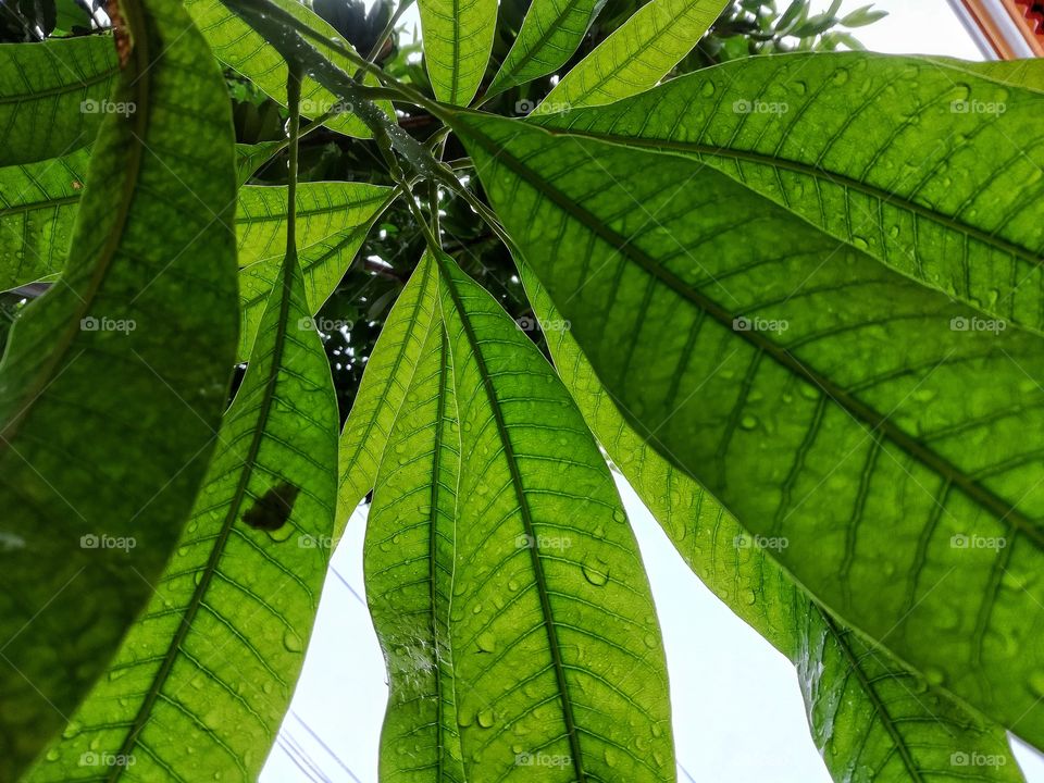 closed capture background of the plant
