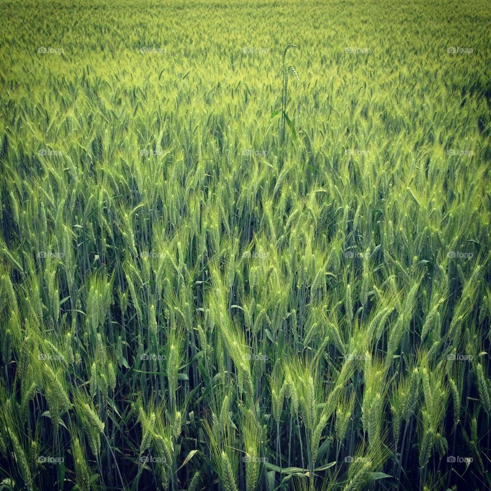 Barley field