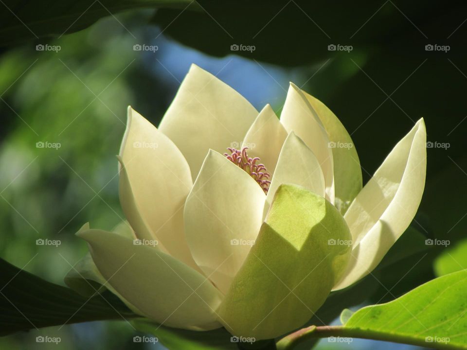 Magnolia in the city garden