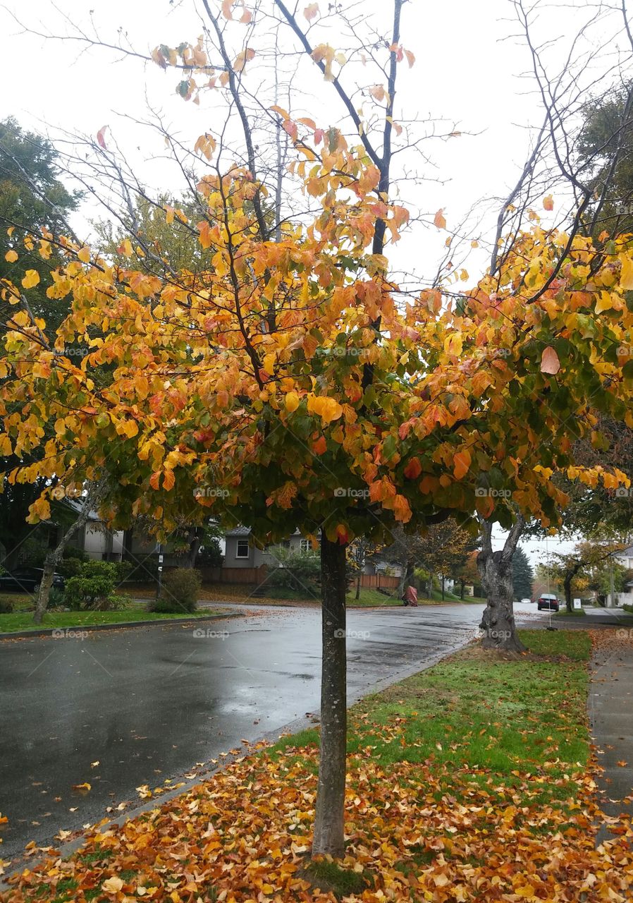 fall leaves yellow tree
